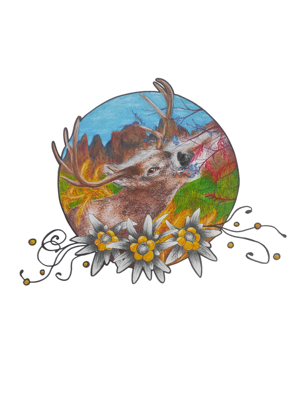 disegno stella alpina